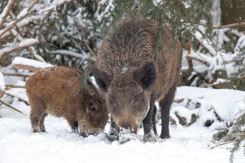 Wild boars (Sus scrofa) in the snow