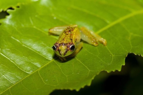 Madagascar frog