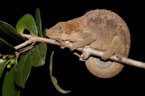 Short-horned chameleon (Calumma brevicornis)