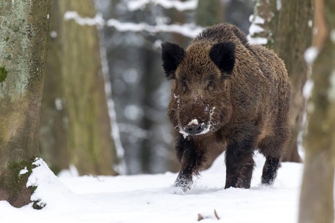 Wild boar (Sus scrofa)
