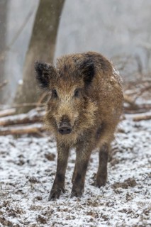 Wild boar (Sus scrofa)