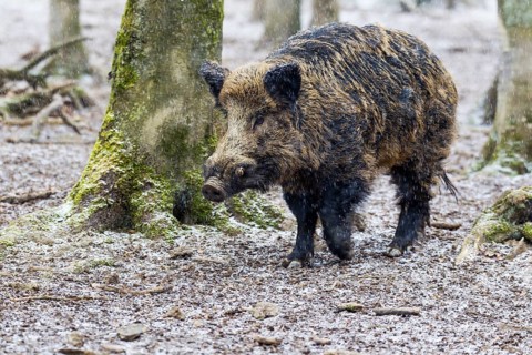Wild Boar (Sus scrofa)