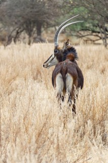 Sable Antelope (Hippotragus niger)