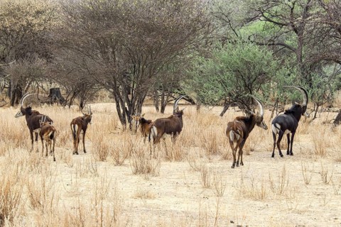 Sable Antelopes (Hippotragus niger)