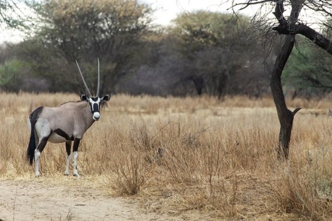 Oryx