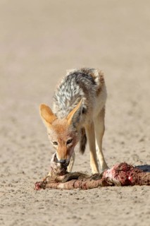 Black-backed Jackal (Canis mesomelas) with a dead seal