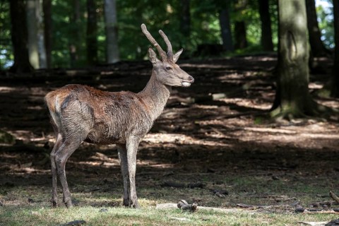 Red deer (Cervus elaphus)