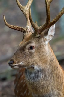 Sika deer (Cervus nippon)