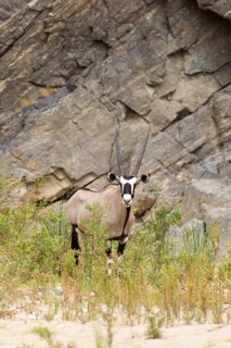 Gemsbok (Oryx gazella)