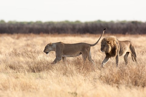 Lion (Panthera leo)
