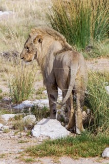 Lion (Panthera leo)