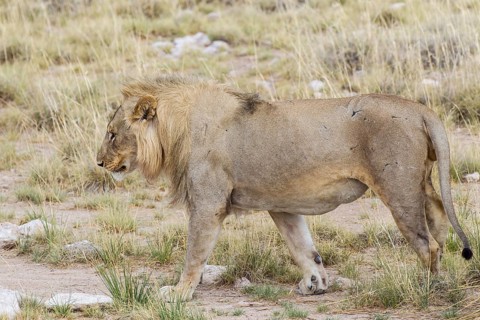 Lion (Panthera leo)