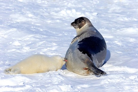 Harp Seals or Saddleback Seals (Pagophilus groenlandicus
