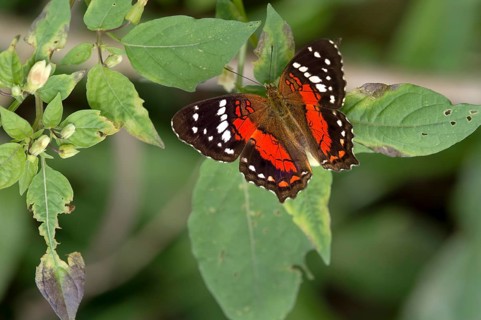 Tropical Nymphalidae Anartia amathea