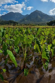 Field with taro plants