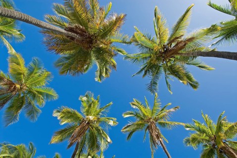 Palm grove