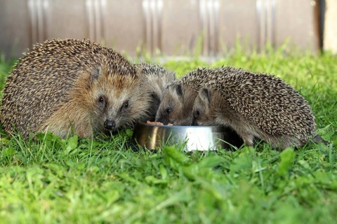 Hedgehog (Erinaceus europaeus)