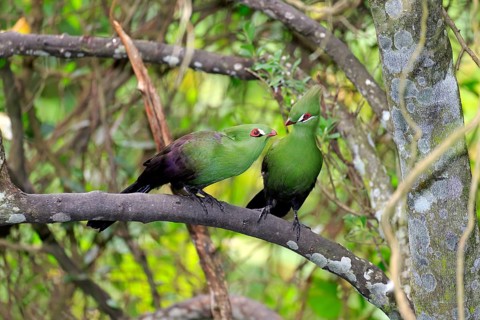 Guinea Turacos (Tauraco persa)