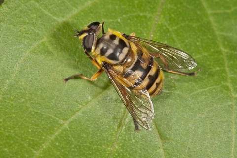 Dead Head Fly (Myathropa florea)