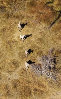 South African Giraffes (Giraffa camelopardalis giraffa)