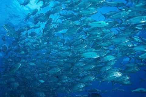 Bigeye Trevally (Caranx sexfasciatus)