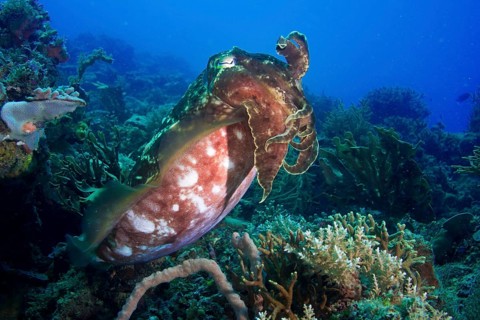 Broadclub Cuttlefish (Sepia latimanus)