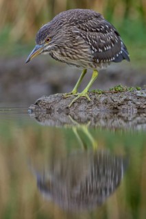 Black-crowned Night Heron (Nycticorax nycticorax)