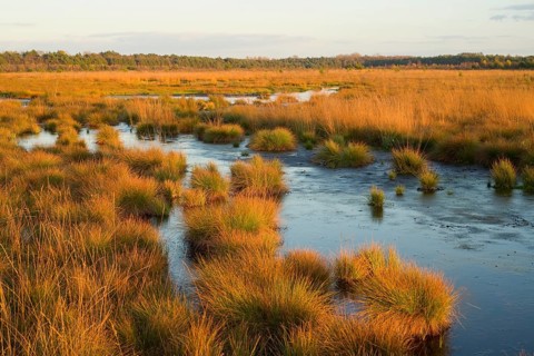 Moor in the evening light in autumn