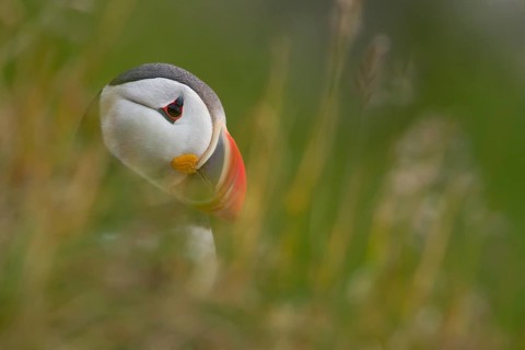 Puffin (Fratercula arctica) side portrait
