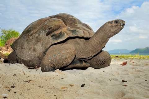 Aldabra Giant Tortoise (Aldabrachelys gigantea)