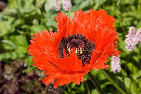 Poppy flower