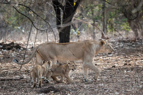 Asiatic lion (Panthera leo persica)