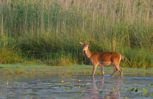 Red deer cow (Cervus elaphus)