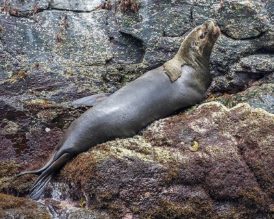 South American sea lion (Otaria flavescens)
