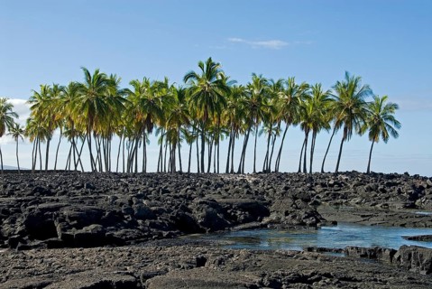 Palm grove