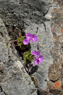 Stinking Primrose (Primula hirsuta)