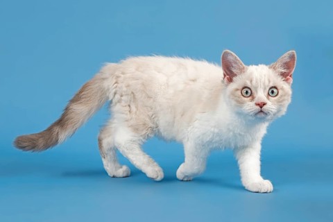 Breed Selkirk Rex Kitten