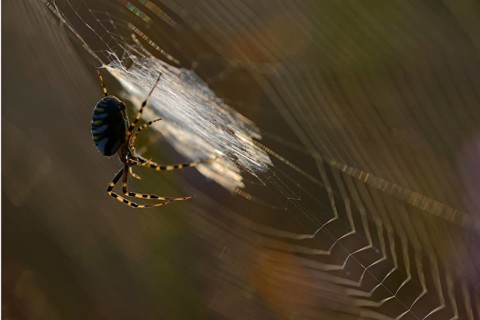 Wasp Spider (Argiope bruennichi) on a spider's web