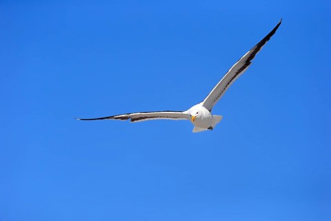 Kelp Gull (Larus dominicanus)