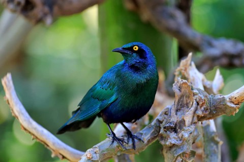 Greater blue-eared starling (Lamprotornis chalybaeus)