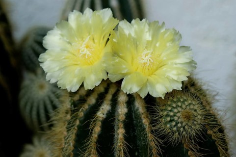 Flowering Notocactus (Notocactus spec)
