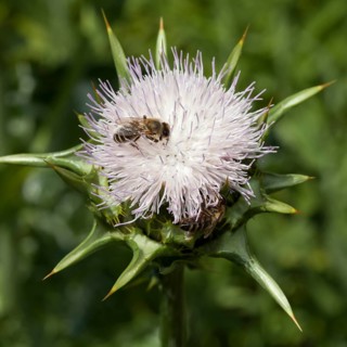 Milk Thistle (Silybum marianum) with Bee (Apis sp.)