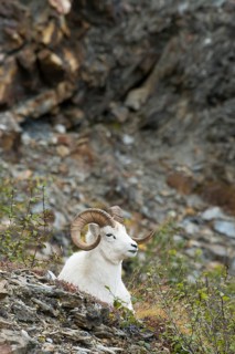Dall Sheep (Ovis dalli)