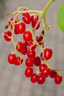 Cyphostemma lanigerum (Cyphostemma lanigerum)