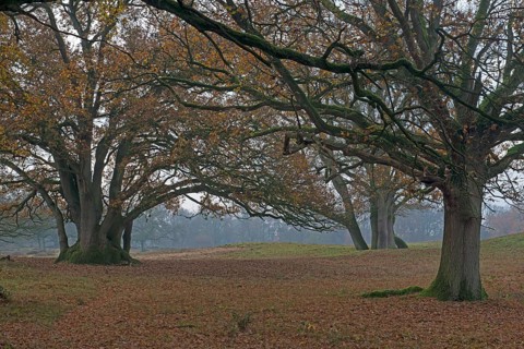 Old wood pasture (Quercus robur)