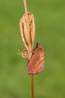 The Drinker moth (Euthrix potatoria)