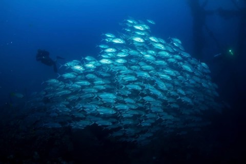 Bigeye Trevally (Caranx sexfasciatus)