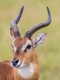 Ugandan Kob (Kobus kob thomasi)