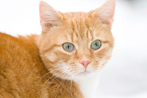 Domestic cat