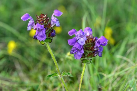 Large Self-heal (Prunella grandiflora)